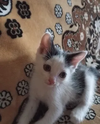 Котенок мальчик 1 месяц 1