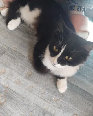 Кошки котята девочки мальчики 1