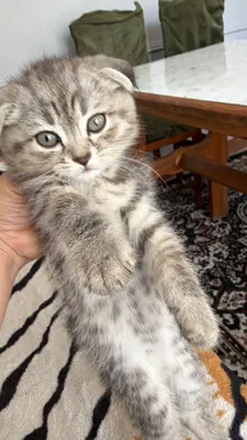 Zoti:Scottish Fold  Rangi:seriy oq Yosh:4oyli 1