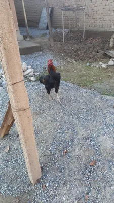 Дакан, один год 1