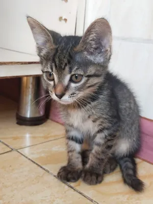 Котёнок девочка 1