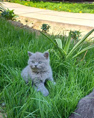 Scottish Fold mushukchalar 1