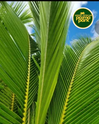 Suniy Palma barglari 1