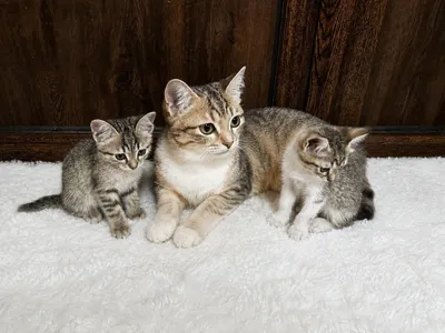 Котята домашней кошки 1