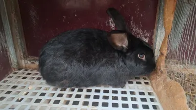 Erke Quyon Sotiladi 4 kilo 1