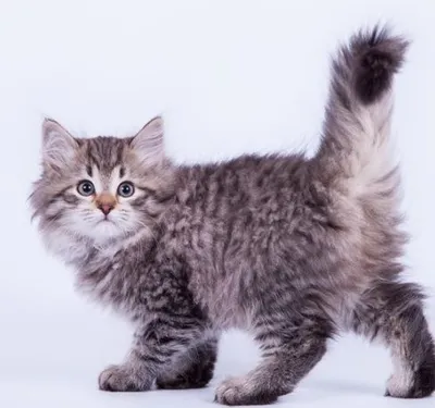 Super skidka sibirskiy angora 1