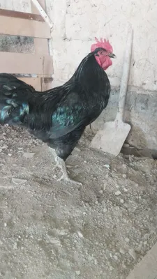 Tuxum qora shagzoda jersi tuxum 1