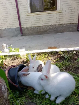 Xikol va Kaliforniya quyonlari