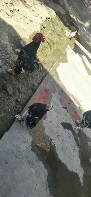 Yapon xoroz 100mingdan 2ta bor 1ta qora shaxzoda 130ming tuxumda 1