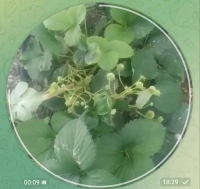 клубника рассада кучат кулупнай 1
