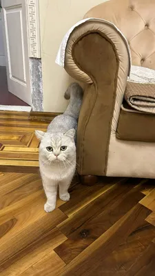 Домашний кот Британец 1