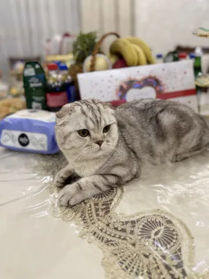 Скоттиш-фолд, 1 год 1