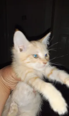 Котята в дар. 1