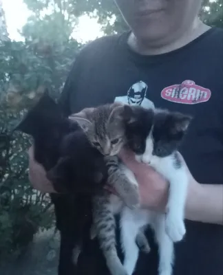 Отдаю котяток в добрые, хорошие руки. 1