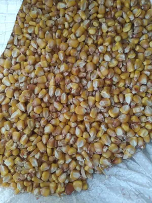 Продаётся кукурузное зерно