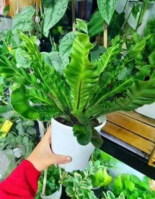 Asplenium Nidus Kobra (Xitoy) 1