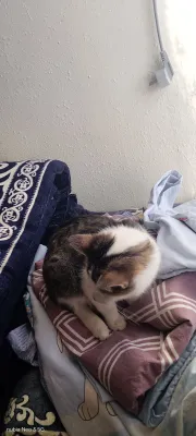 Skotish stray zoti 1