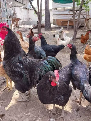 Продаю породистых птиц 1