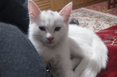 Котёнок возраст 2,5 месяца 1