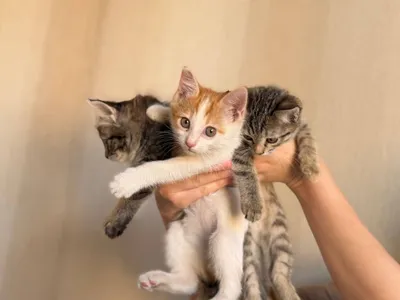Породистые котята отдаются бесплатно 1