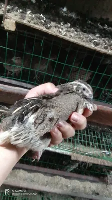 Продаются перепела, несущие яйца 1