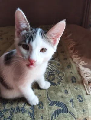 Отдам даром одного котенка,2,5 месяца 1