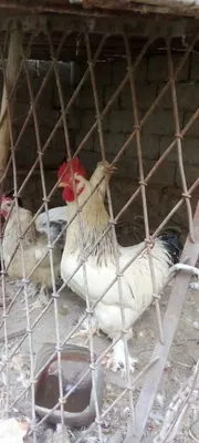 Есть петухи и куры, несутся 1
