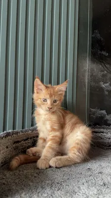 Unvonli ota-onalardan Maine Coon mushukchalari. Narxi 650 dan 1200 $ gacha 1