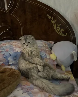 Нужна кошка для вязки 1