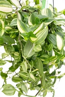Tradescantia Yellow Hill (Tradescantia ‘Yellow Hill’) — 25 sm 1