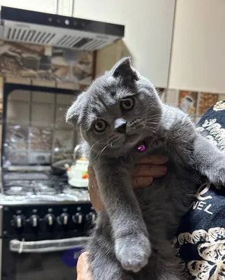 Британский котёнок