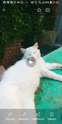 Передержка гостинница для животных котиков и собачек 1
