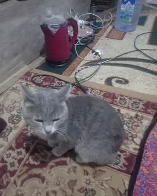 Продаётся котёнок, 500 тысяч 1