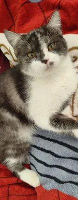котик бесплатно 1