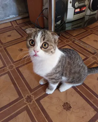 Продаётся котёнок 1