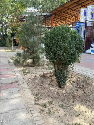 shamshod sotildi  10 dona bor