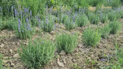 Lavanda gullari sotiladi 1