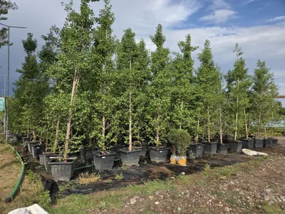 Ginkgo biloba daraxti sotiladi (Ginkgo biloba) 1