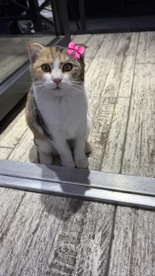 Шотландская вислоухая кошка, 1 год