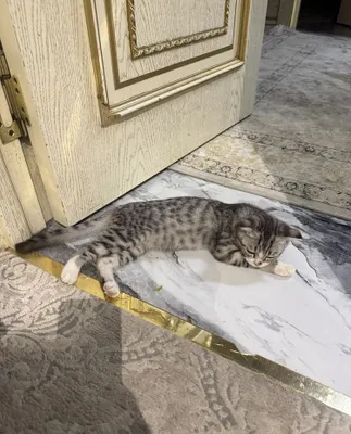 Милый котик Scottish Fold 1