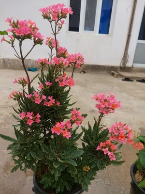 gul sotiladi srochni 1