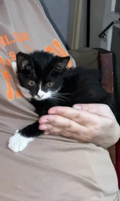 отдаю котенка в хорошие руки