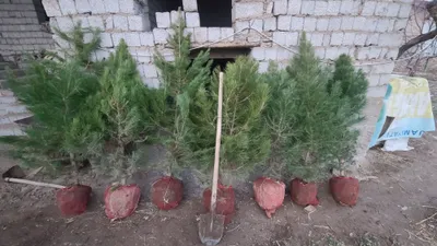 Qarag'ay (Сасна) ko'chatlari sotiladi 1