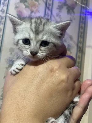 Shinchilla mushukchalari sotiladi 2