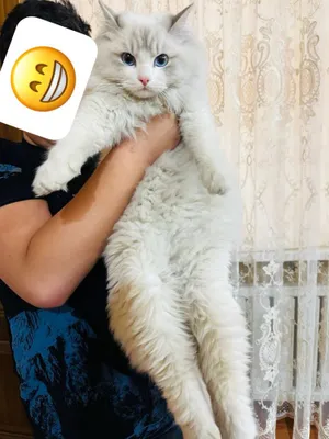 Чистокровный регдолл для вязки 1