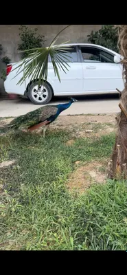 Tovus sotiladi odamga yahshi organgan uchipketmiydi 1