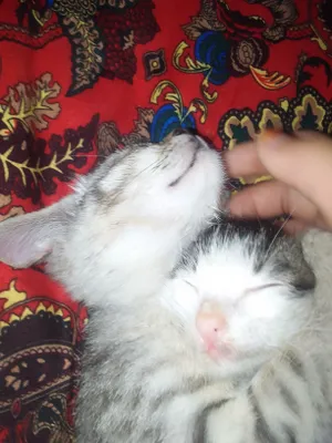 faqat kichigini beraman bepulga 1