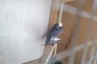 Qopqon, qoras kishmish oynoq donas ikiyuzmindan 1