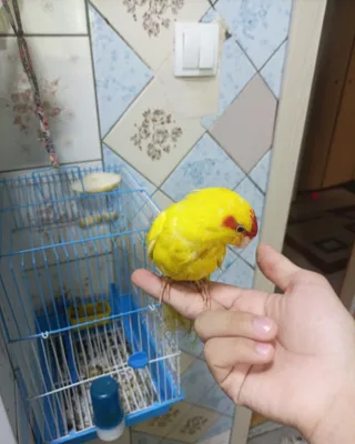Продаётся птица кака́рик, не боится рук 1