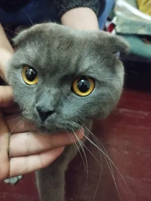 Продаётся домашний кот 1